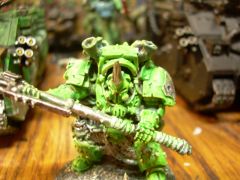 Typhus