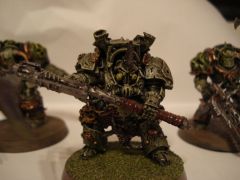 typhus.jpg