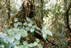 Ghillie suit.jpg