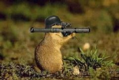 killa hedgehog.jpg