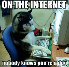 funny animal 3 husky internet
