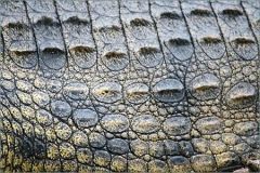 Crocodile Scales 174202