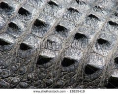 stock photo salt water crocodile scales 13829419