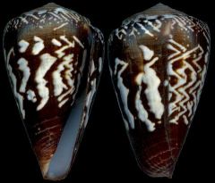 Conus decoratus 2