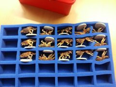 15 pack of wolves