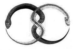 infinity snake small