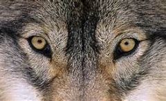 wolf eyes3