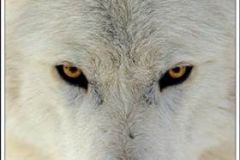 wolf eyes6
