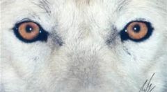 wolf eyes10