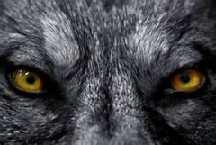 wolf eyes12