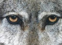 wolf eyes7