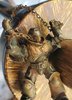 66. Victim with Rust Wash.jpg