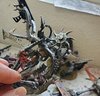 38. Basecoated Scourge.jpg