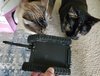 34. Kitties!.jpg