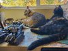 62. Happy Kitties Hogging the Hobby Space.jpg