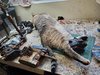 89. Sleeping Simon.jpg