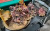 2. Blood Wolves Display 2.jpg