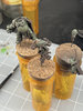 DG PC WIP Base Layer Group.jpeg