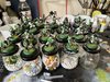 20 Ork Droogs completed